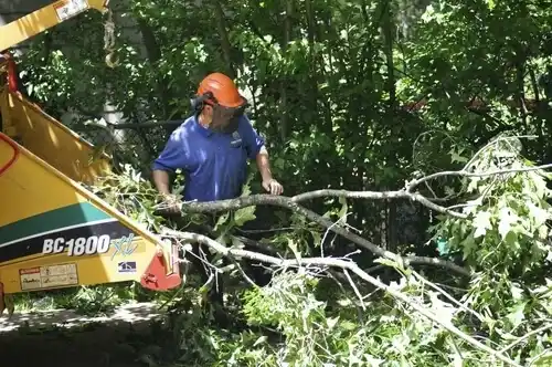 tree services Crystal Springs
